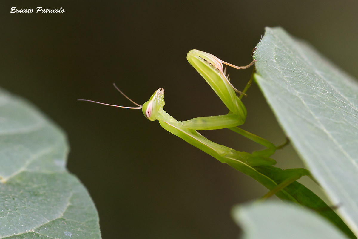 Ninfa di Mantis religiosa.